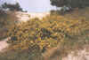 hiddensee-6.jpg (75566 Byte)