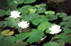 144.jpg (92457 Byte)